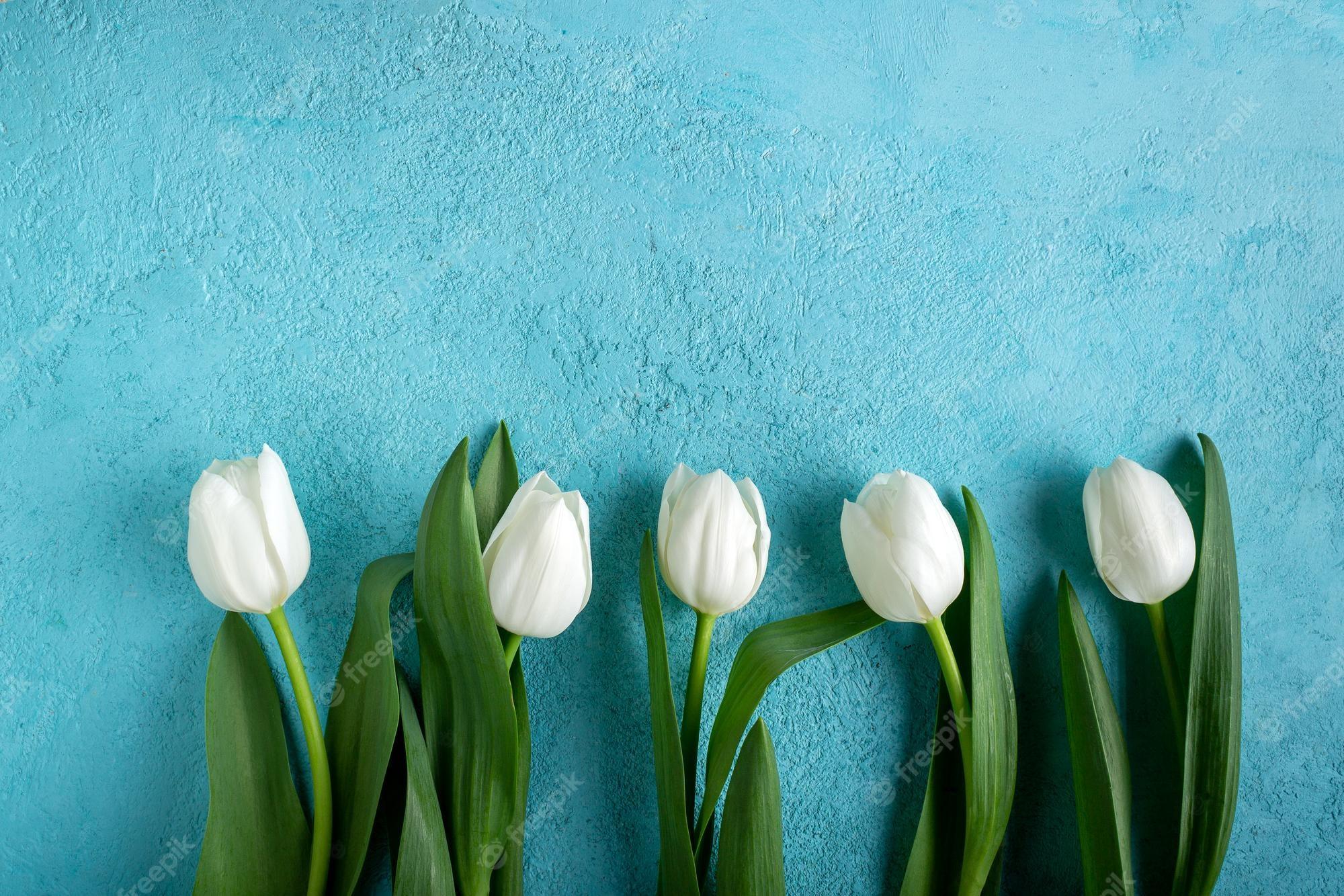 Blue Tulips Wallpapers Top Free Blue Tulips Backgrounds WallpaperAccess