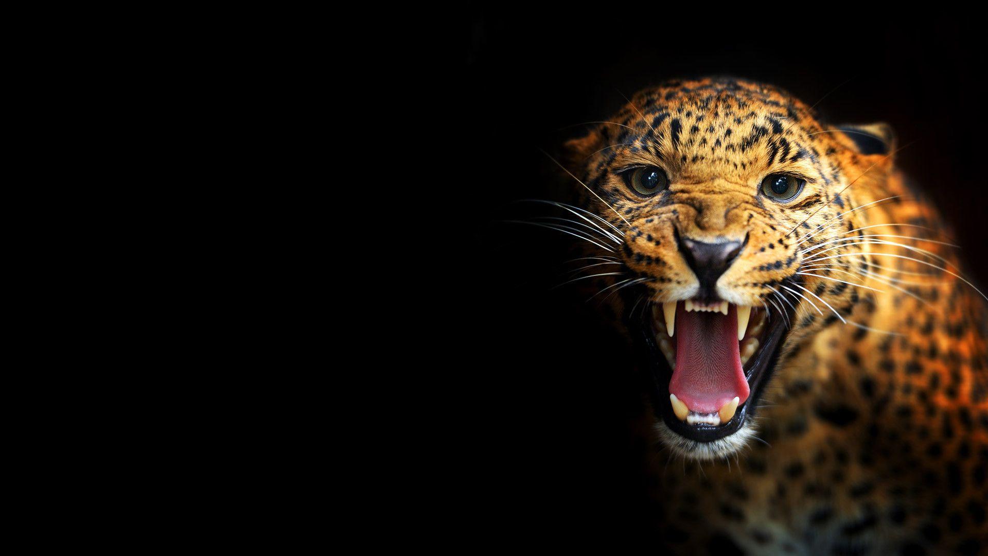 Black Cheetah Wallpapers Top Free Black Cheetah Backgrounds