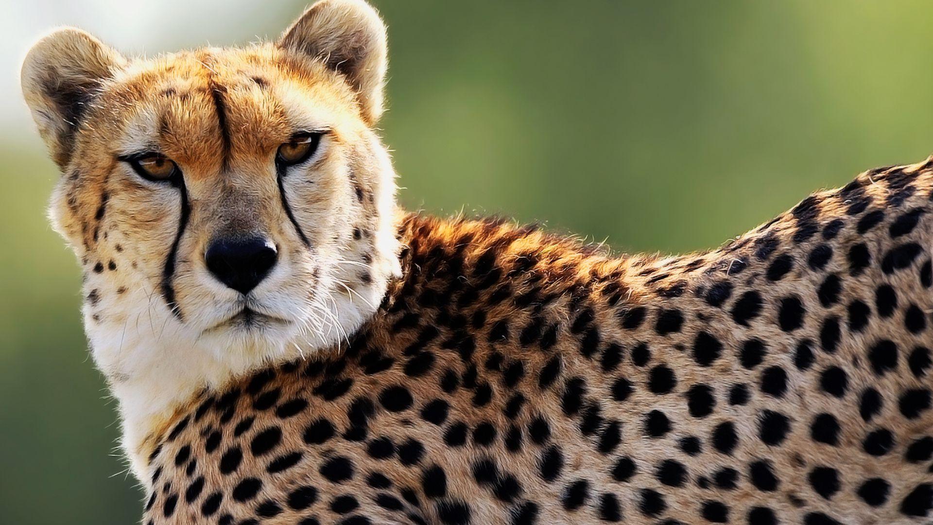 Cheetah Cool Wallpapers Top Free Cheetah Cool Backgrounds