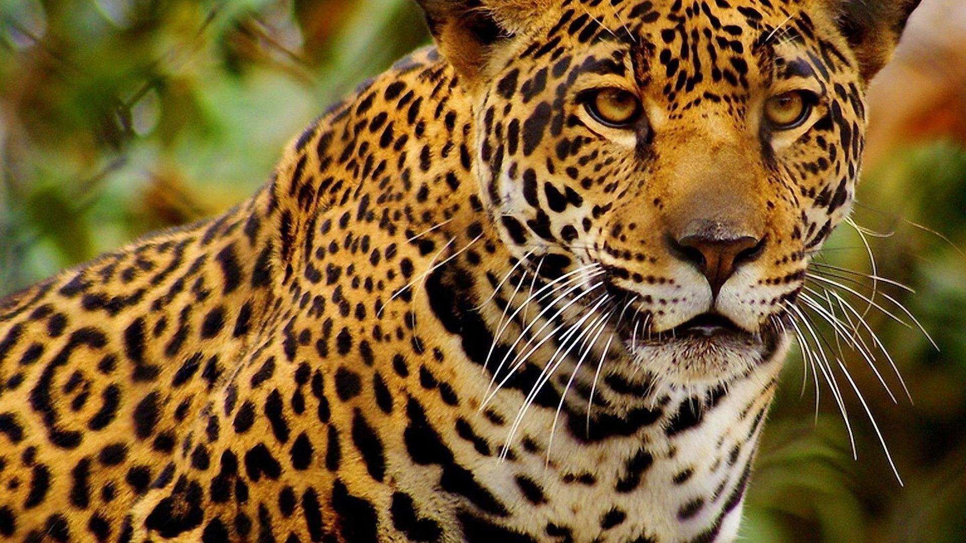 Cheetah Cool Wallpapers Top Free Cheetah Cool Backgrounds