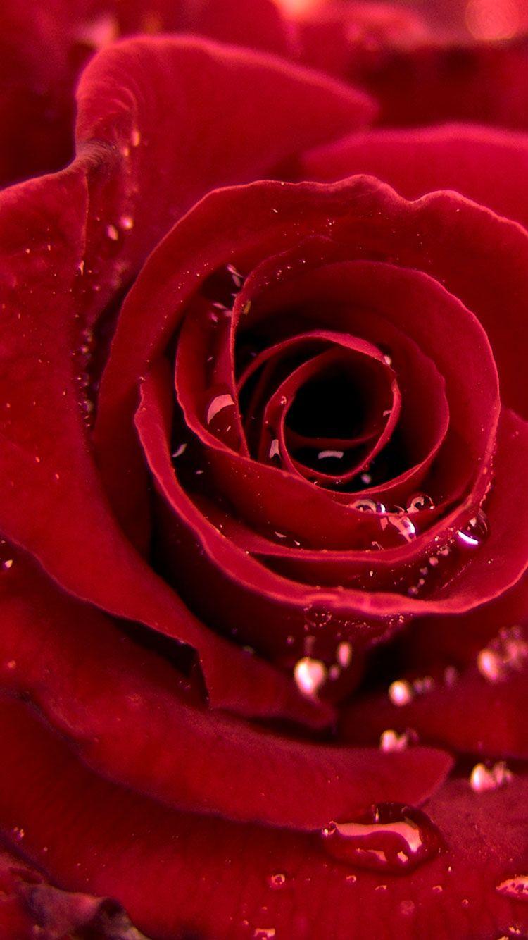 Cool Rose Wallpapers Top Free Cool Rose Backgrounds WallpaperAccess