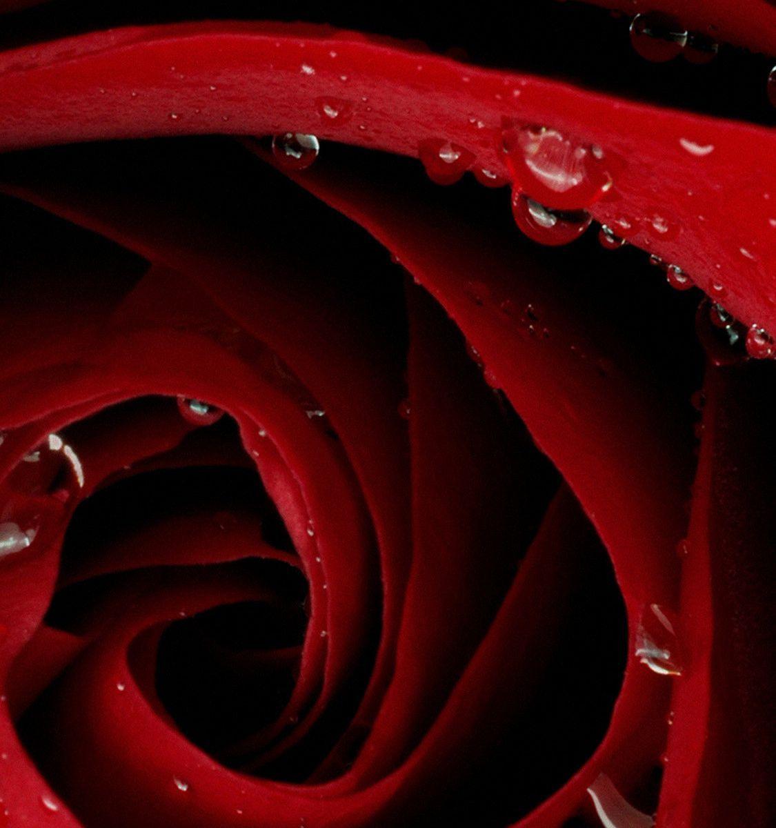 Iphone Dark Red Rose Wallpaper / We hope you enjoy our growing