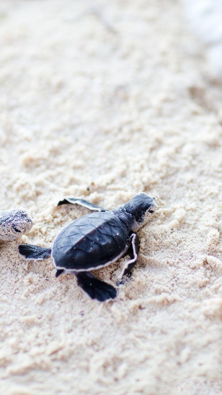 Cute Baby Turtle Wallpapers Top Free Cute Baby Turtle Backgrounds