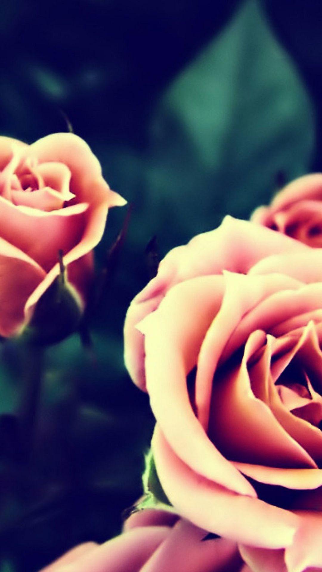 Blue and Pink Rose Wallpapers Top Free Blue and Pink Rose Backgrounds