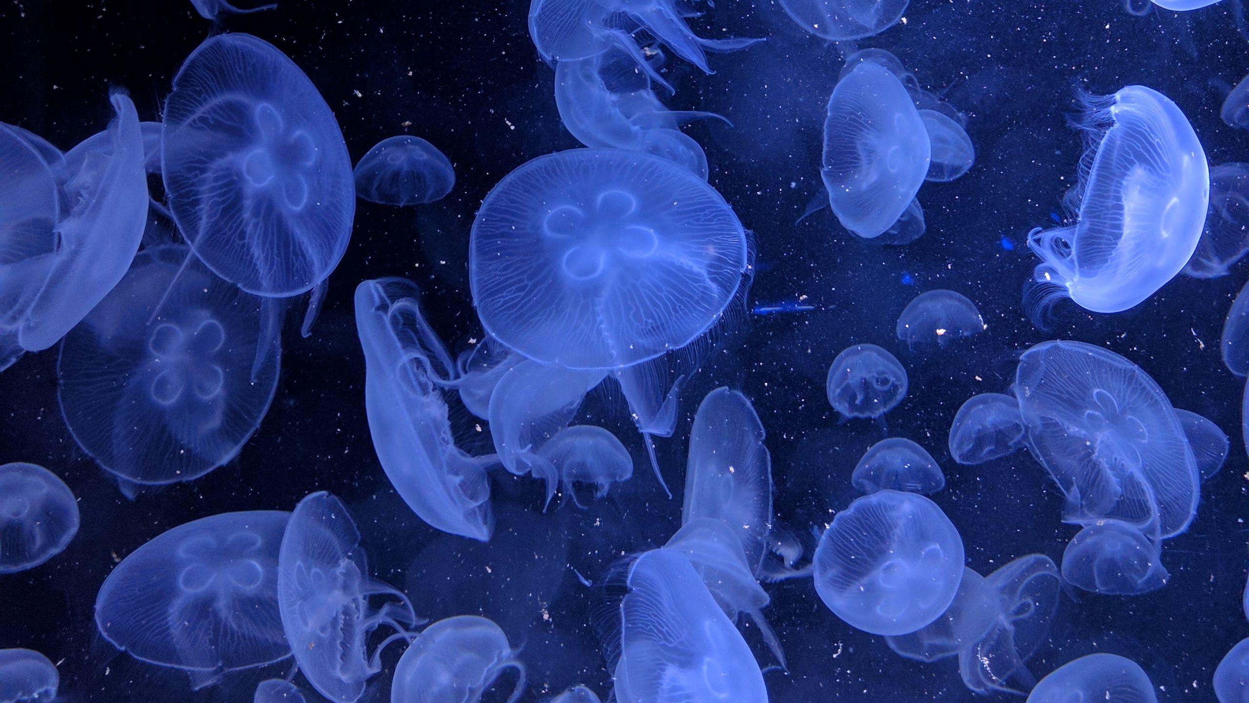 Blue Jellyfish Wallpapers Top Free Blue Jellyfish Backgrounds