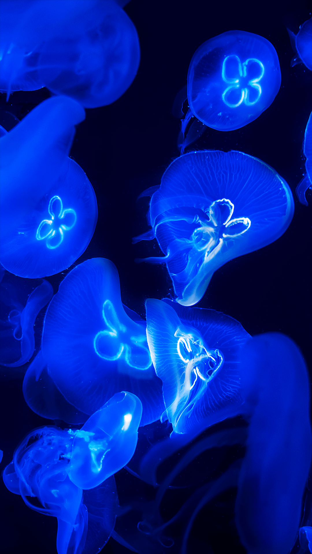 Blue Jellyfish Wallpapers Top Free Blue Jellyfish Backgrounds