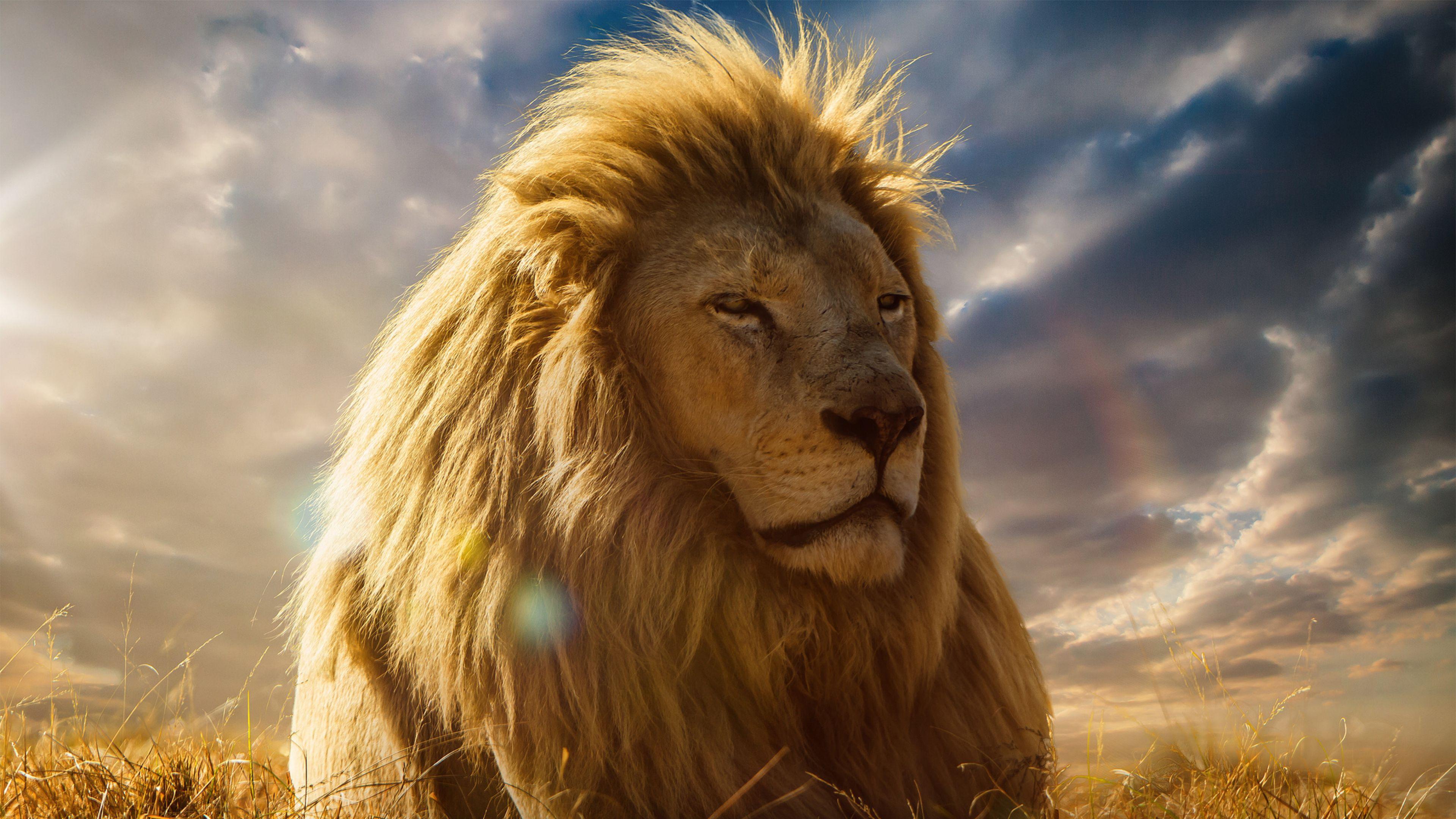 Lion 8k Wallpapers Top Free Lion 8k Backgrounds WallpaperAccess