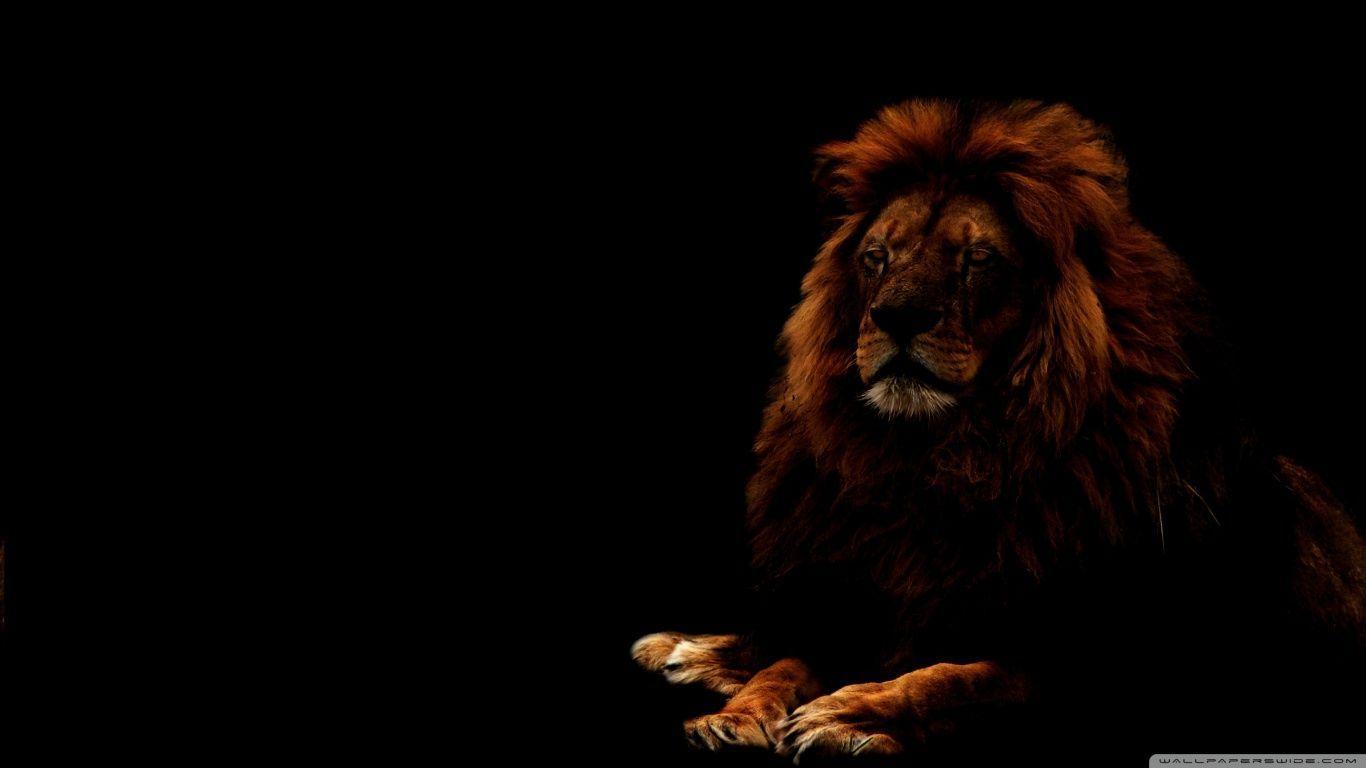 4K Ultra HD Lions Wallpapers Top Free 4K Ultra HD Lions Backgrounds
