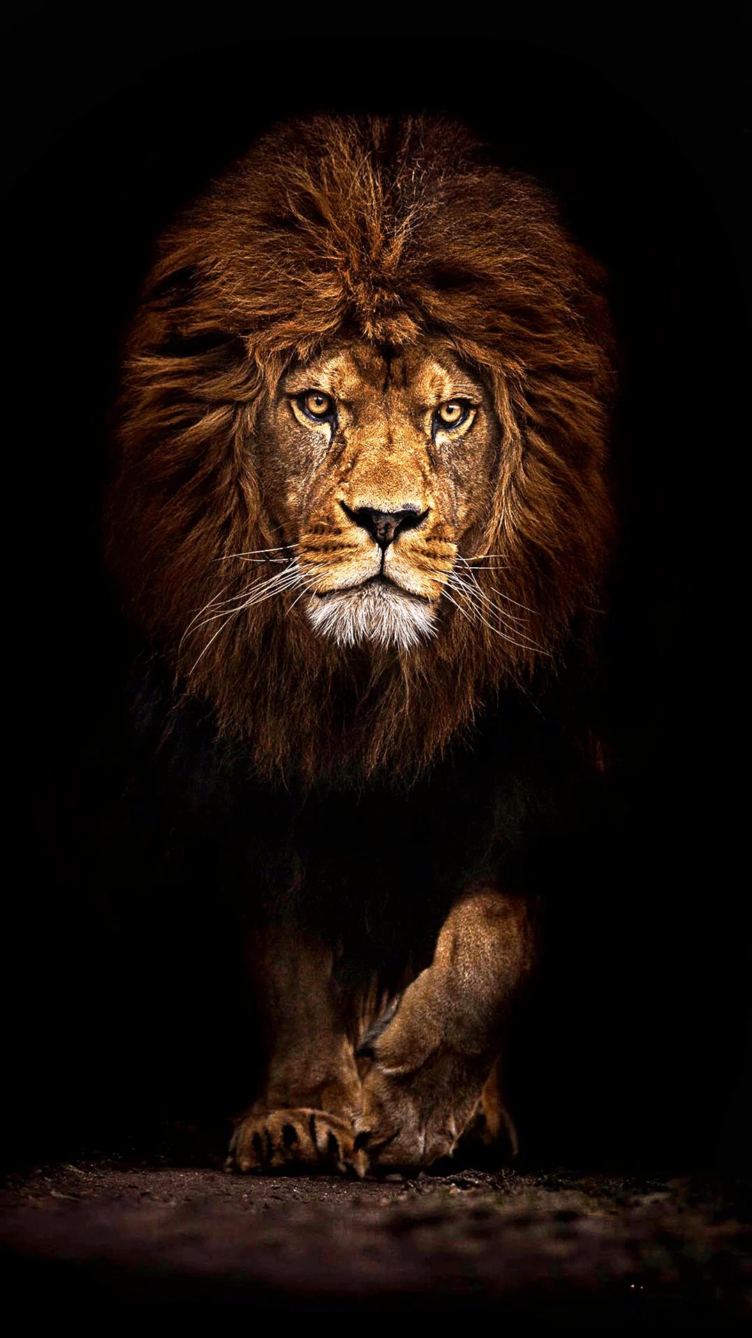 4K Ultra HD Lions Wallpapers Top Free 4K Ultra HD Lions Backgrounds