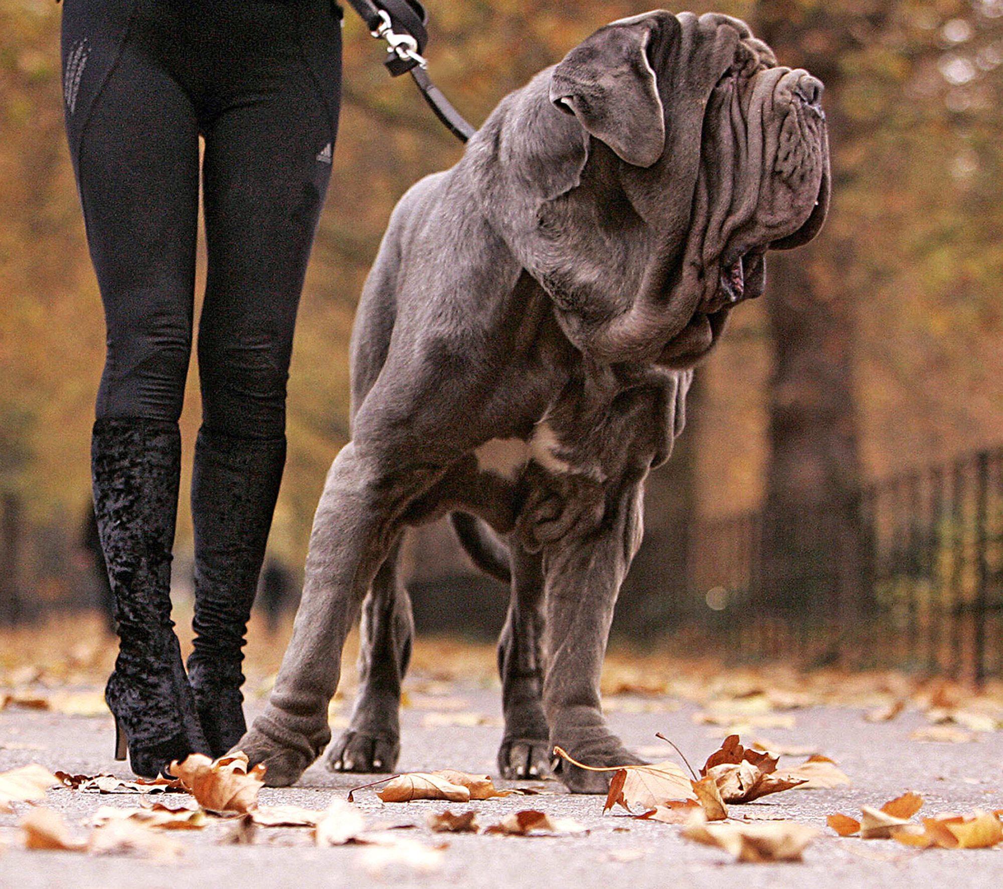 Neapolitan Mastiff Wallpapers Top Free Neapolitan Mastiff Backgrounds