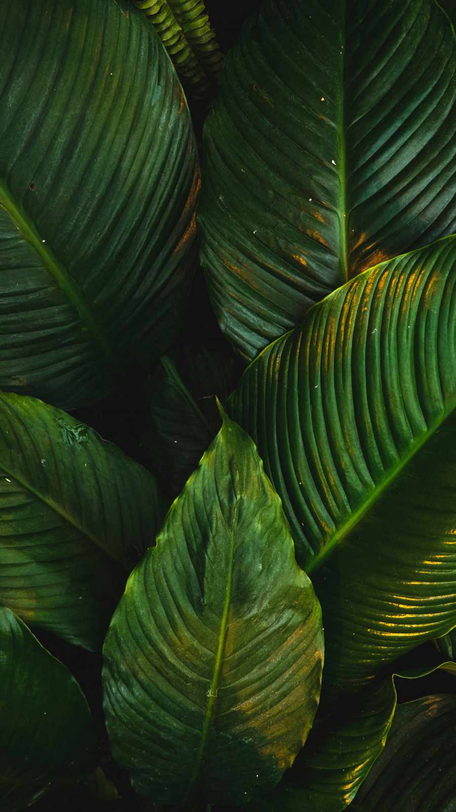 Leaf iPhone Wallpapers Top Free Leaf iPhone Backgrounds WallpaperAccess