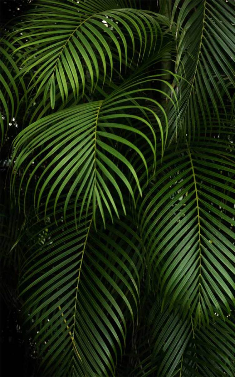 Green Leaf iPhone Wallpapers Top Free Green Leaf iPhone Backgrounds