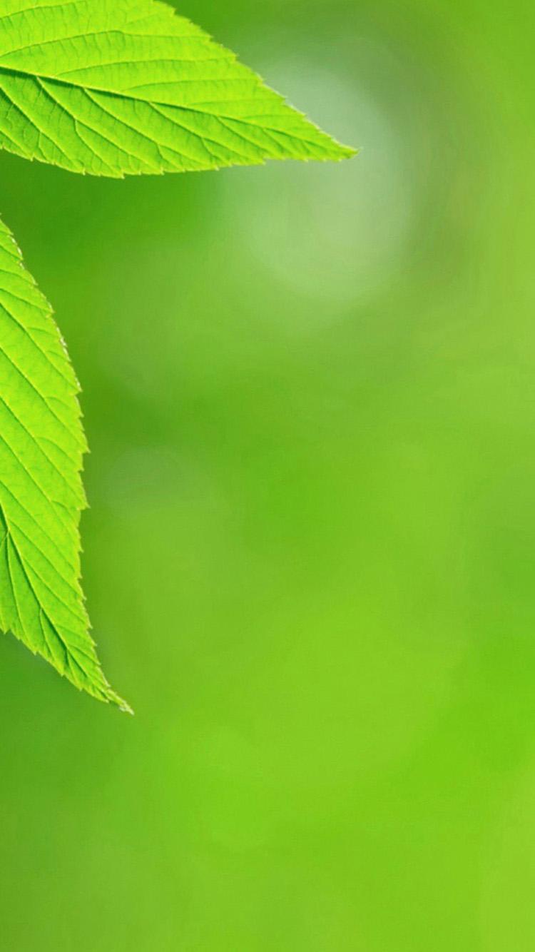 Green Leaf iPhone Wallpapers Top Free Green Leaf iPhone Backgrounds