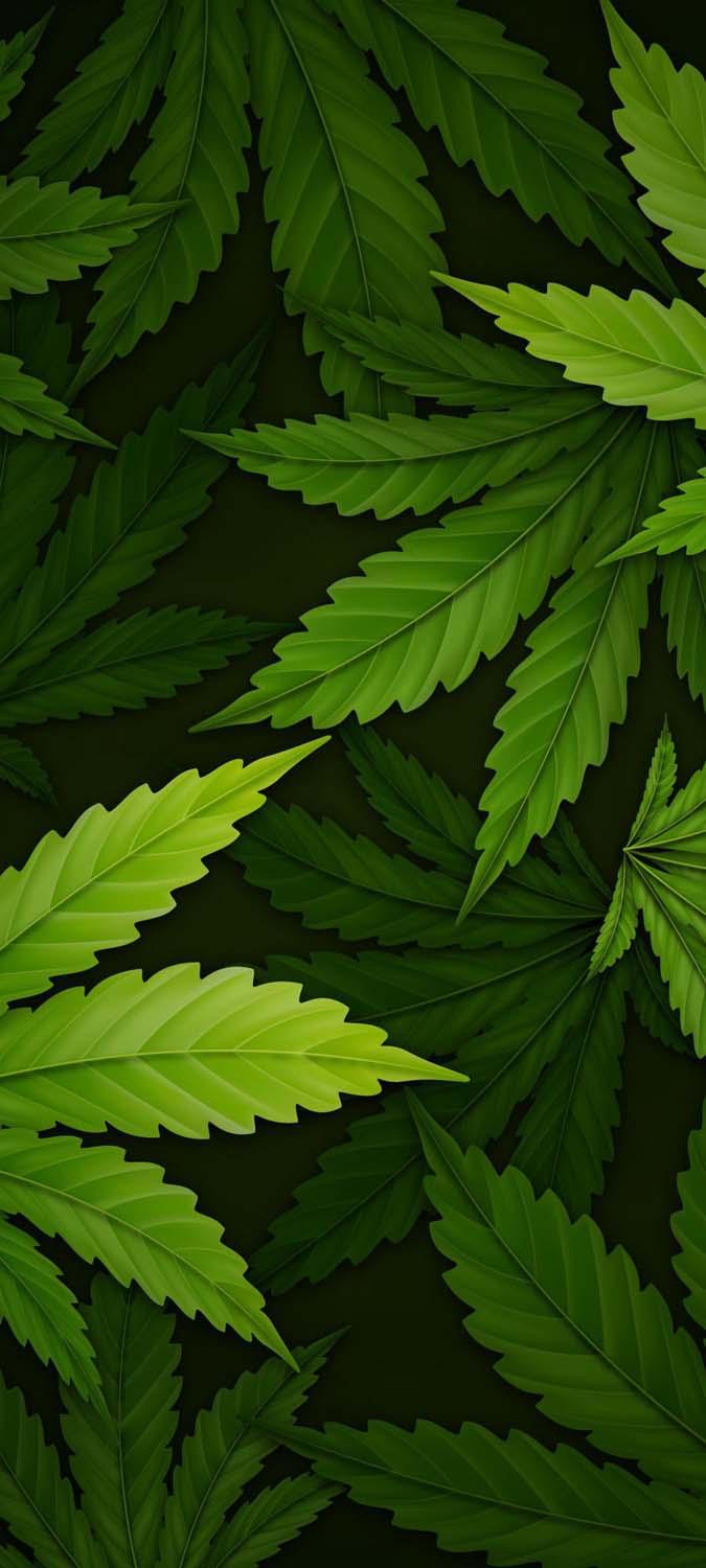 Green Leaf iPhone Wallpapers Top Free Green Leaf iPhone Backgrounds