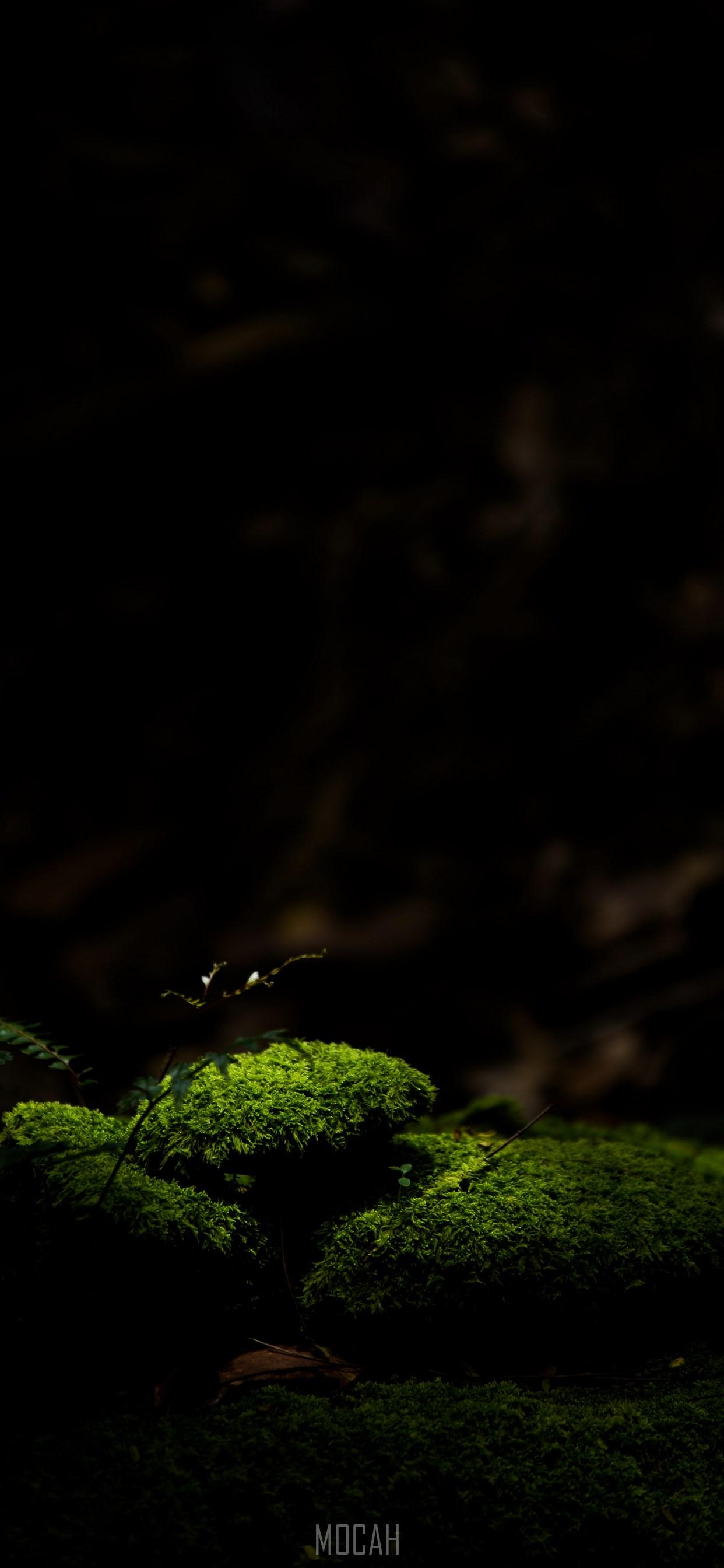 Dark Green Apple Wallpapers Top Free Dark Green Apple Backgrounds WallpaperAccess