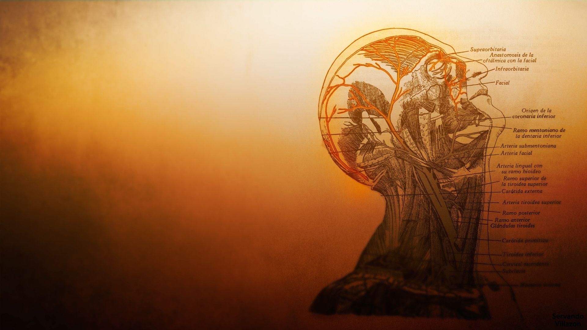 Medical Illustration Wallpapers Top Free Medical Illustration