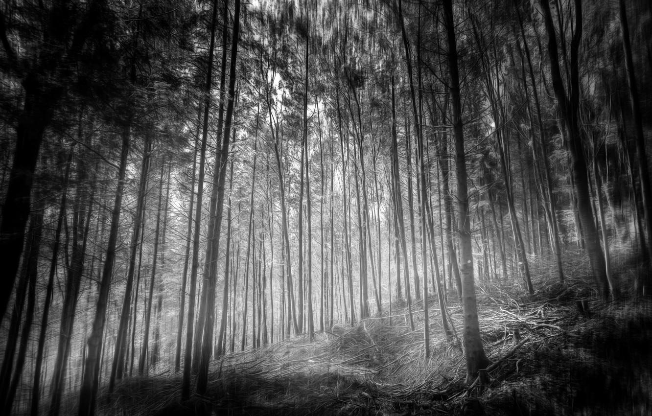 Mystic Forest Wallpapers Top Free Mystic Forest Backgrounds