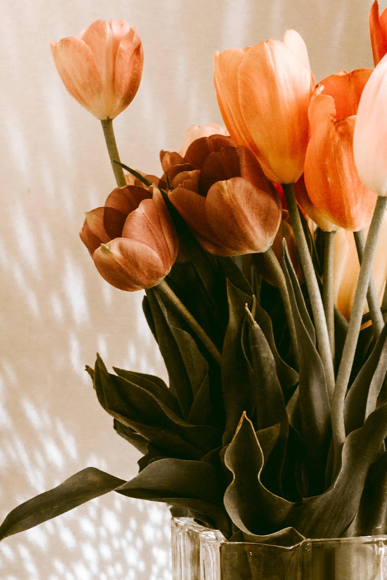 Tulips Aesthetic Wallpapers Top Free Tulips Aesthetic Backgrounds