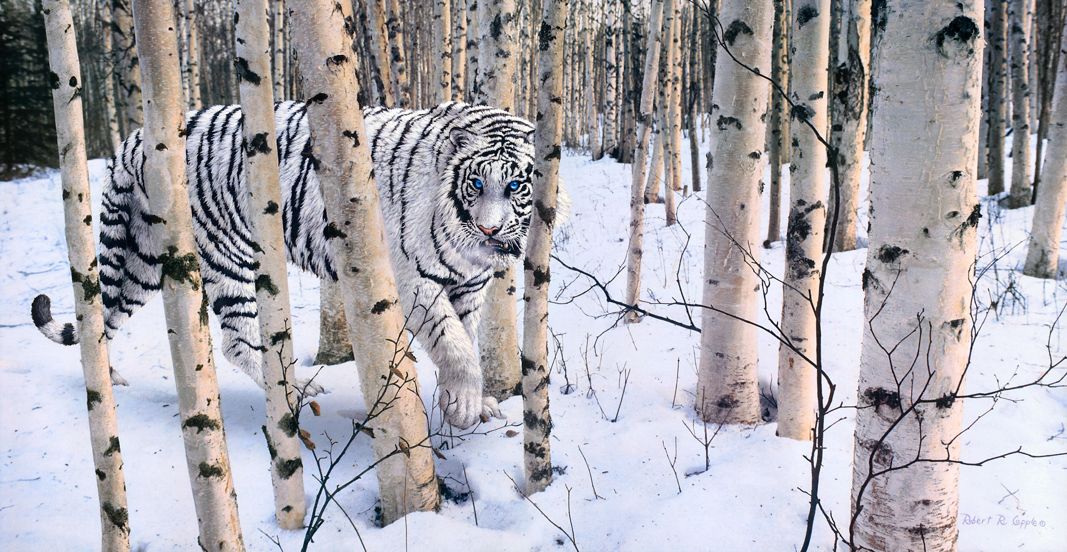 White Tiger in Snow Wallpapers Top Free White Tiger in Snow