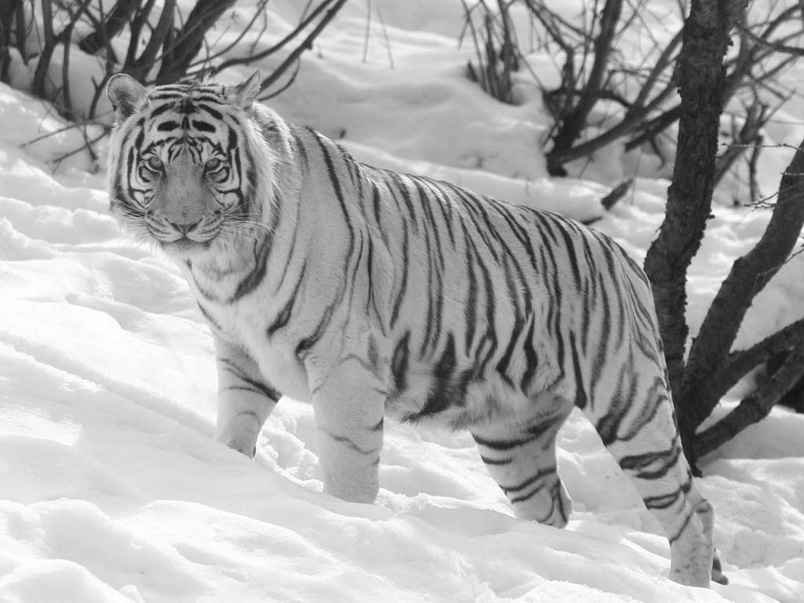 White Tiger in Snow Wallpapers Top Free White Tiger in Snow