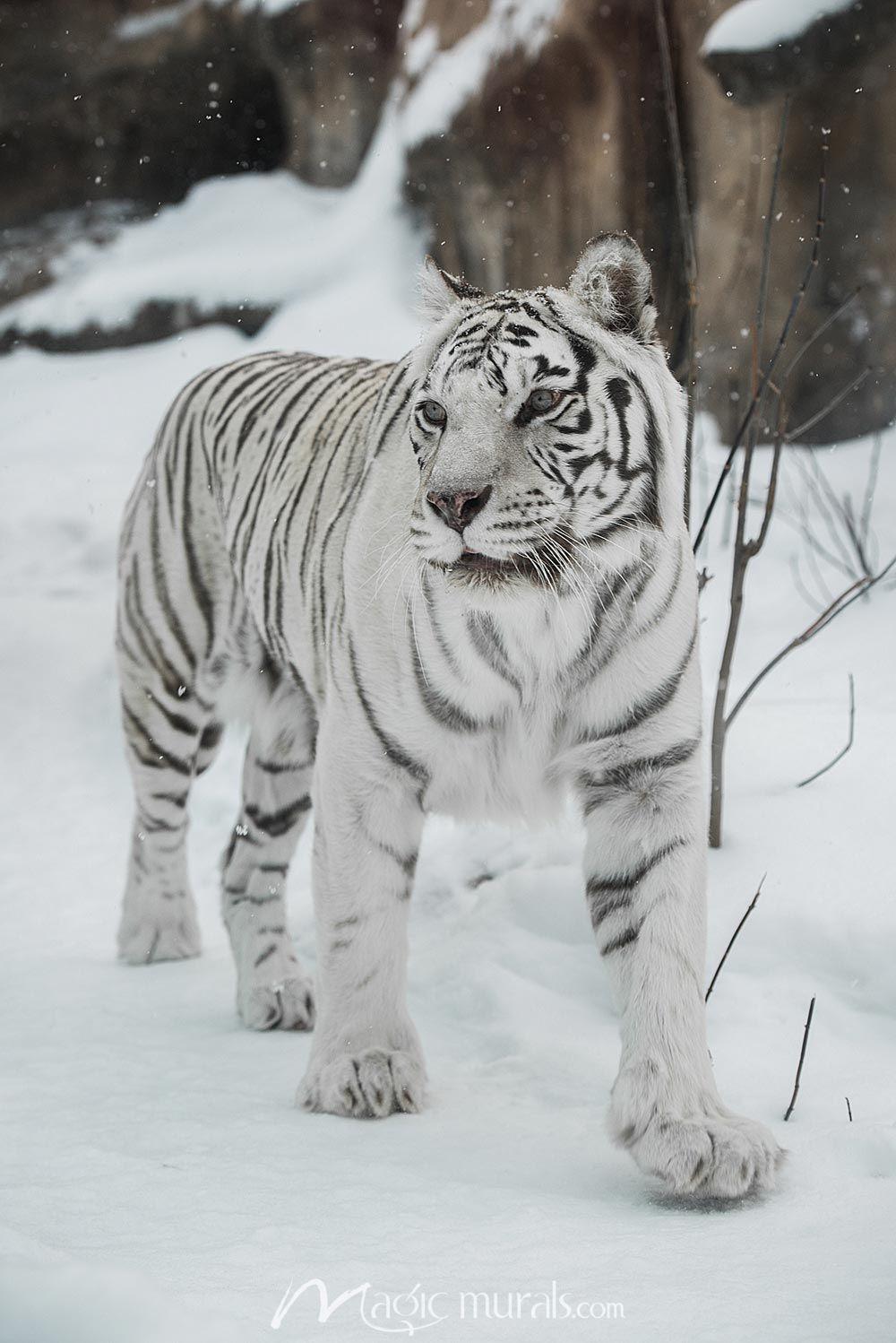 White Tiger in Snow Wallpapers Top Free White Tiger in Snow
