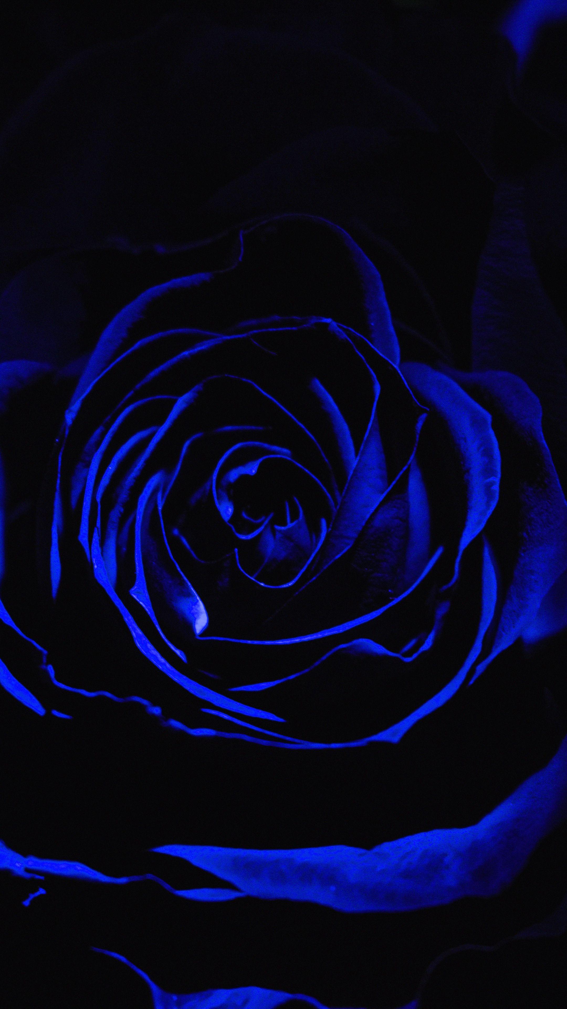 Dark Blue Rose Wallpapers Top Free Dark Blue Rose Backgrounds WallpaperAccess