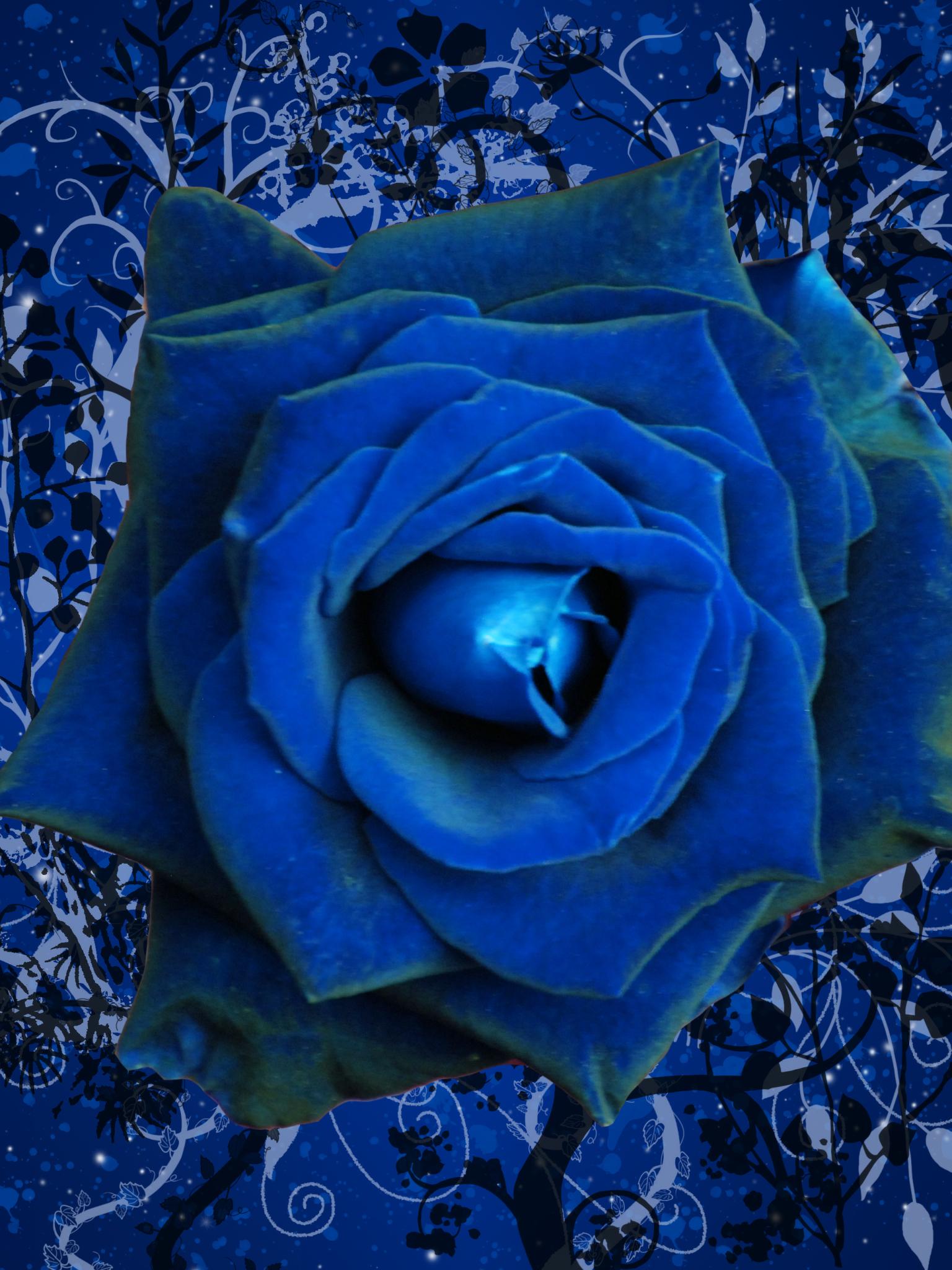 Dark Blue Rose Wallpapers Top Free Dark Blue Rose Backgrounds
