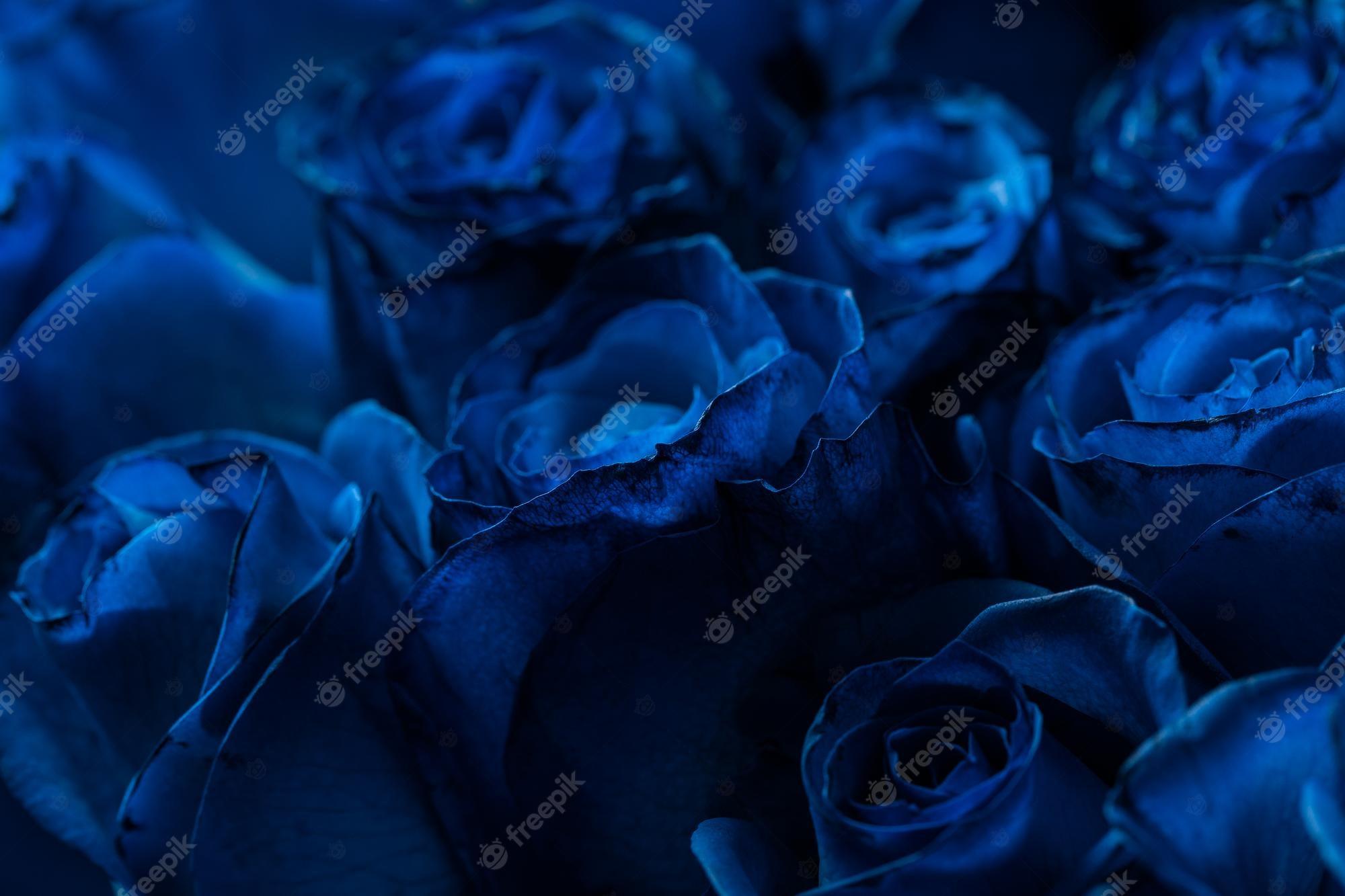 Dark Blue Rose Wallpapers Top Free Dark Blue Rose Backgrounds