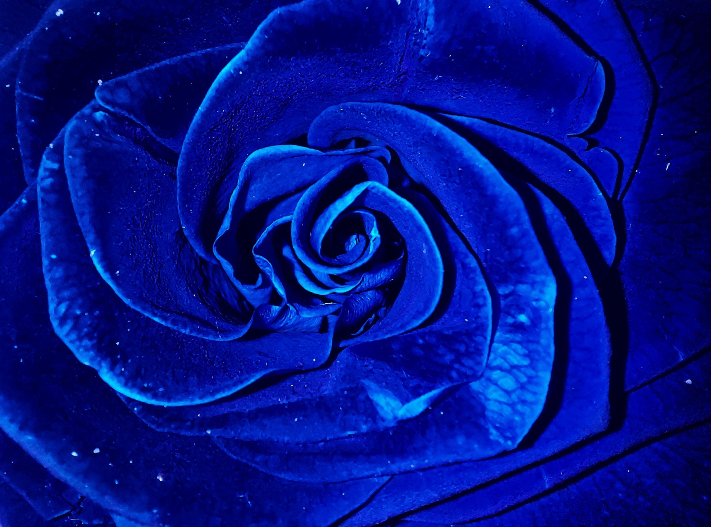 Dark Blue Rose Wallpapers Top Free Dark Blue Rose Backgrounds