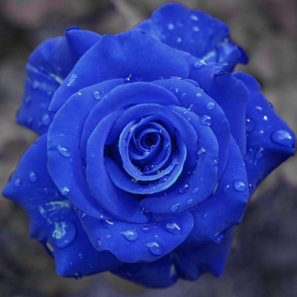 Dark Blue Rose Wallpapers Top Free Dark Blue Rose Backgrounds WallpaperAccess