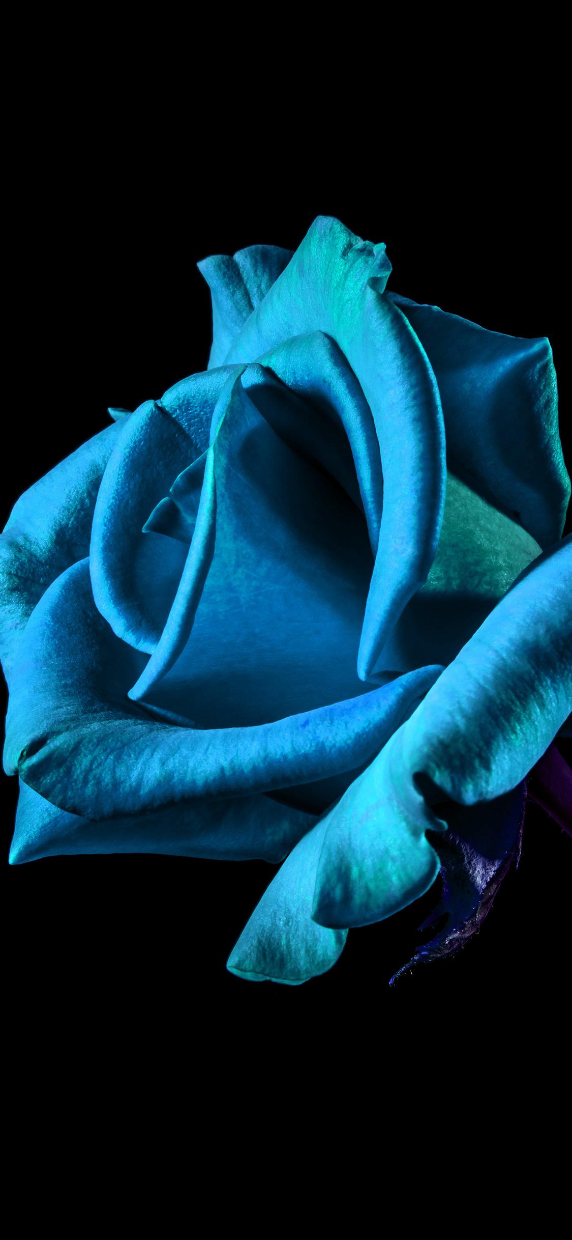 Dark Blue Rose Wallpapers Top Free Dark Blue Rose Backgrounds
