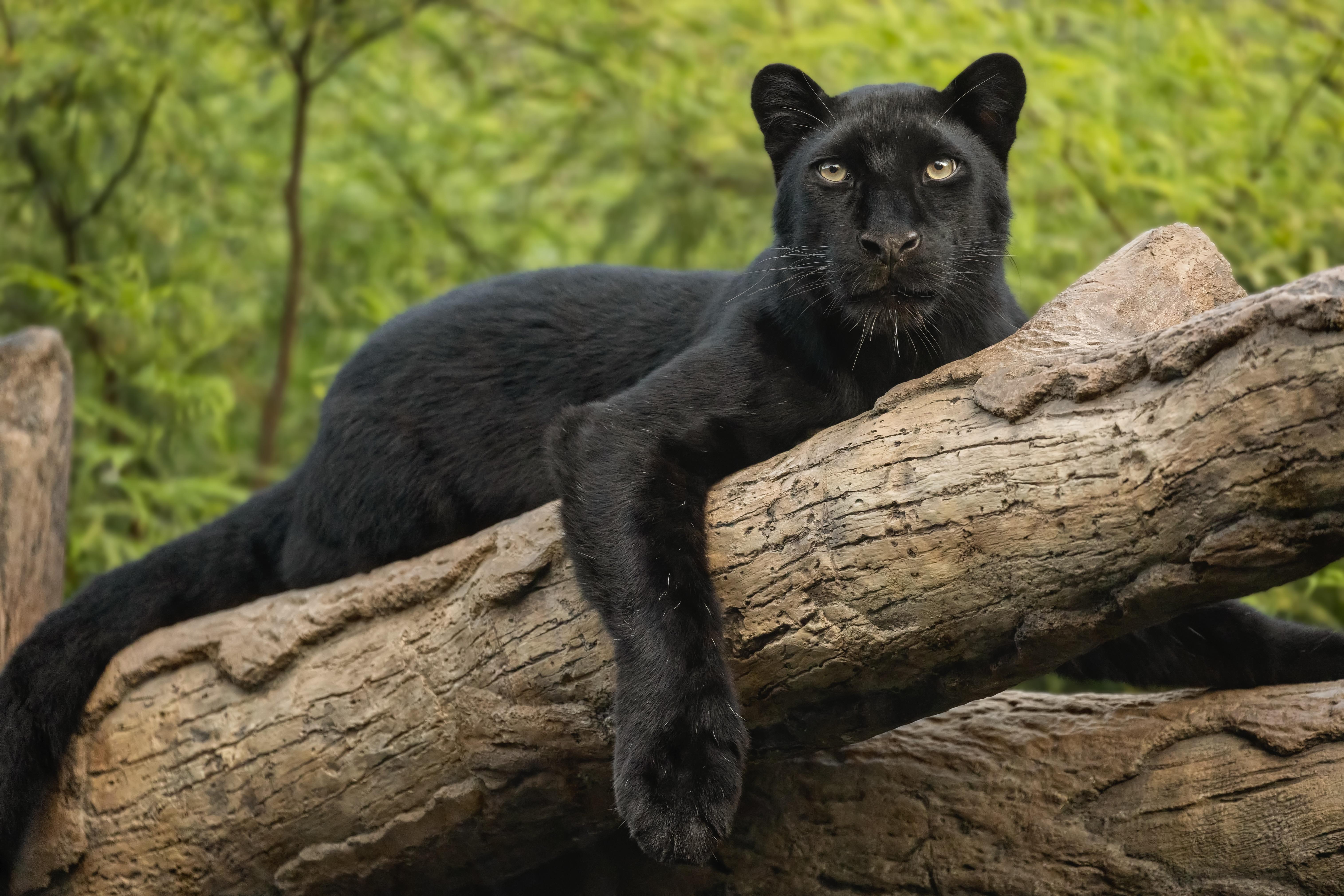 Black Panther Tree Wallpapers Top Free Black Panther Tree Backgrounds