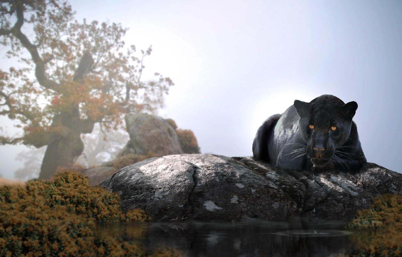 Black Panther Tree Wallpapers Top Free Black Panther Tree Backgrounds