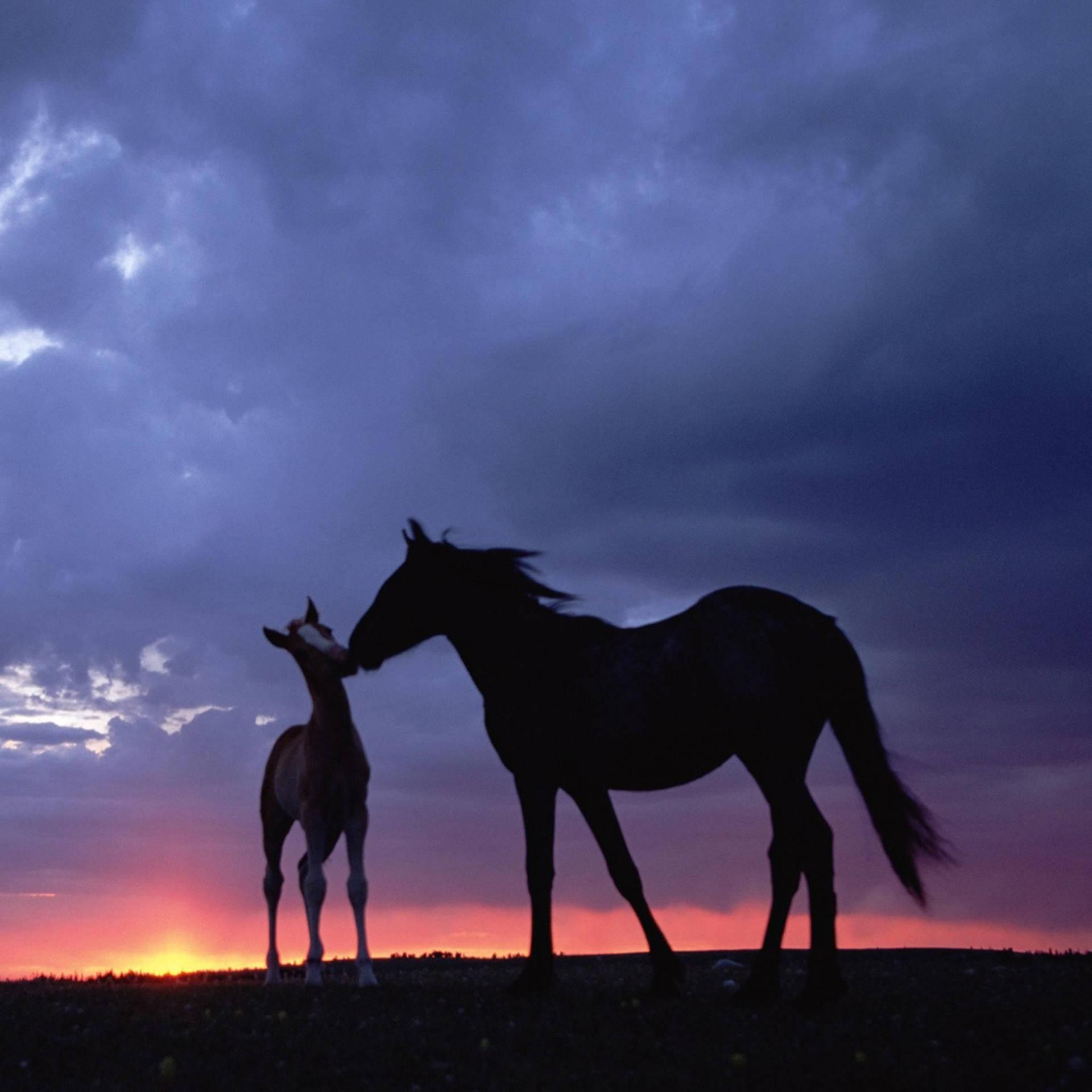 Aesthetic Horse Wallpapers Top Free Aesthetic Horse Backgrounds
