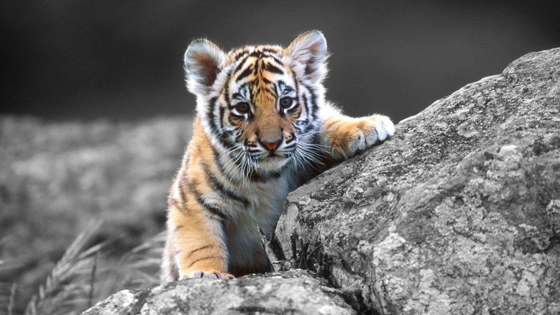 Cute Tiger Wallpapers - Top Free Cute Tiger Backgrounds - Wallpaperaccess