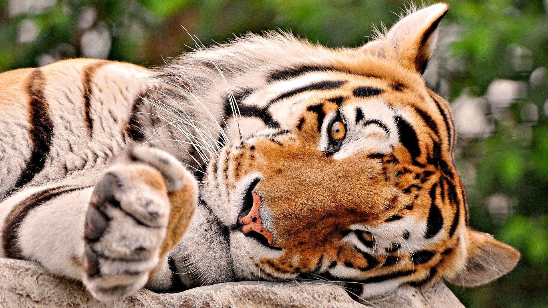 Cute Tiger Desktop Wallpapers - Top Free Cute Tiger Desktop Backgrounds -  Wallpaperaccess