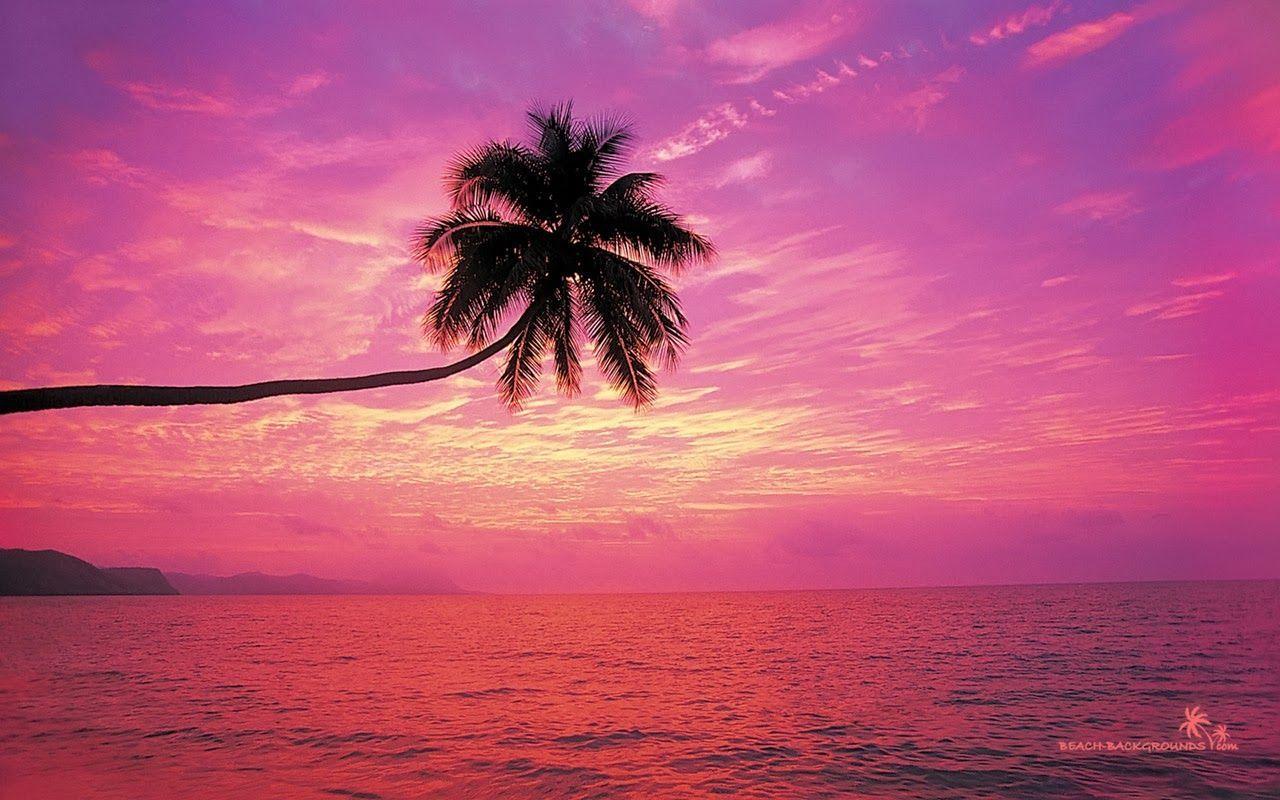 Pink Tropical Beach Wallpapers Top Free Pink Tropical Beach