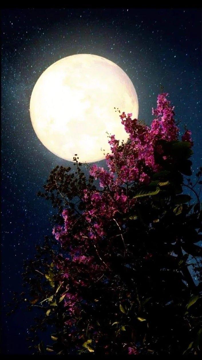 Moonlight Flower Wallpapers Top Free Moonlight Flower Backgrounds WallpaperAccess