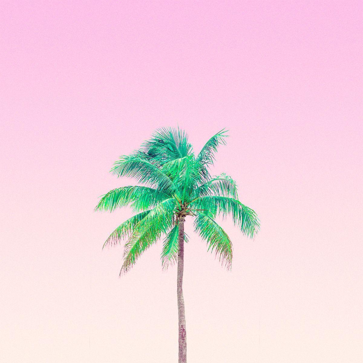 Pink Tropical Beach Wallpapers Top Free Pink Tropical Beach