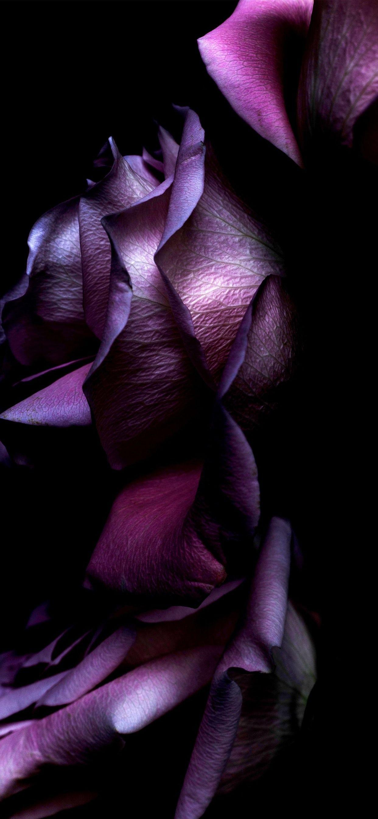 Purple Rose iPhone Wallpapers Top Free Purple Rose iPhone Backgrounds