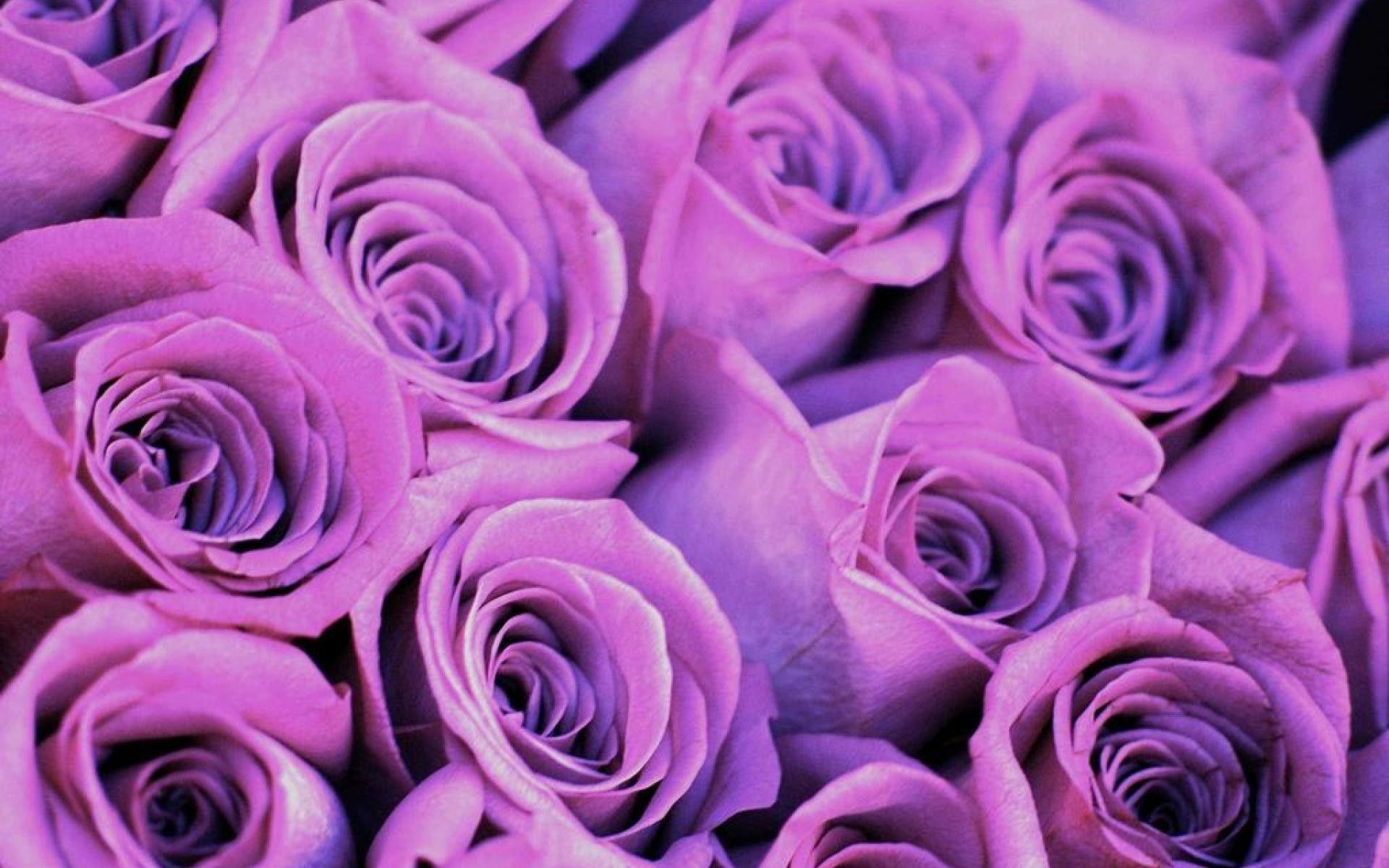 Purple Rose iPhone Wallpapers Top Free Purple Rose iPhone Backgrounds