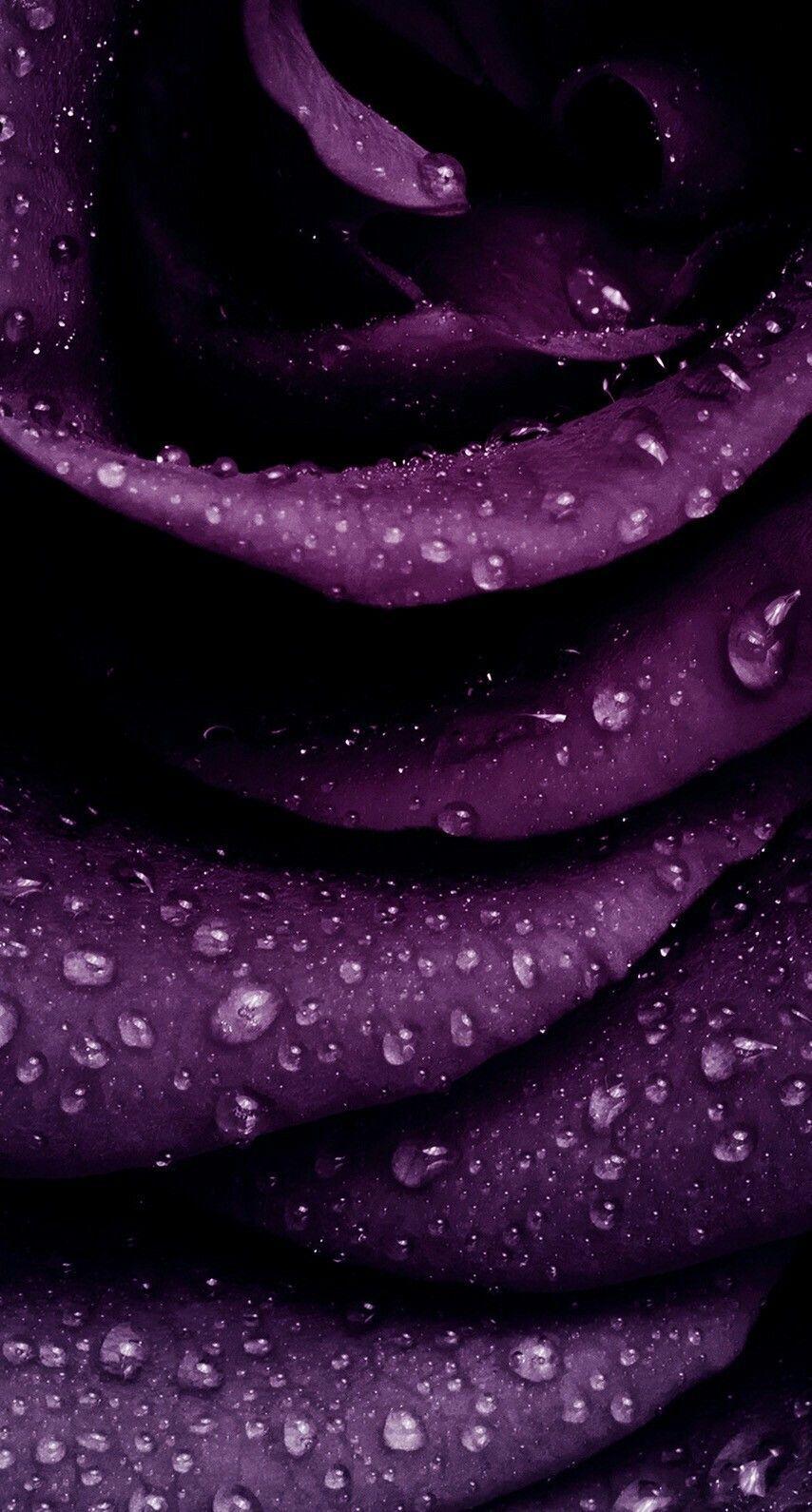 Purple Rose iPhone Wallpapers Top Free Purple Rose iPhone Backgrounds