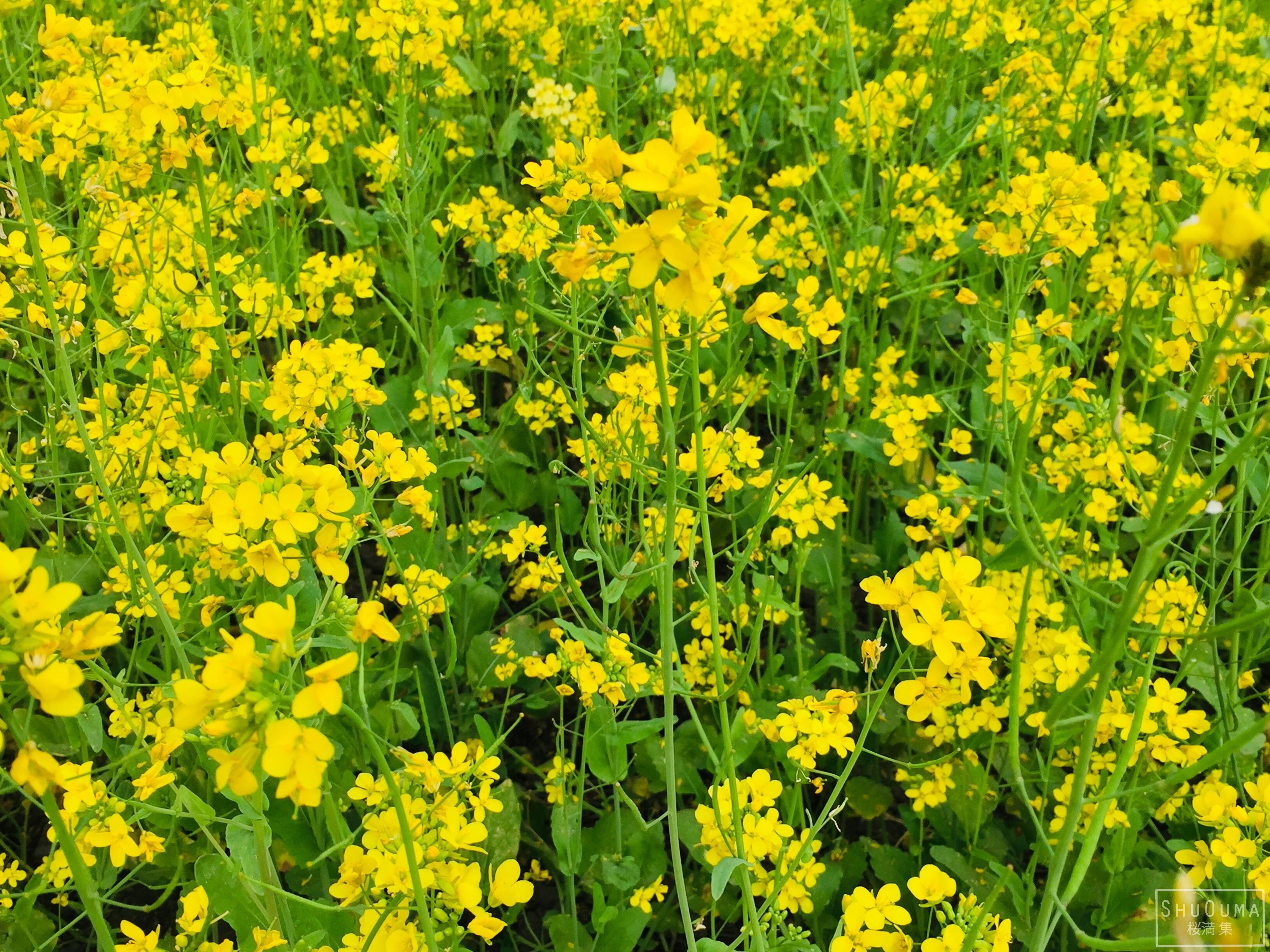 Mustard Field Wallpapers Top Free Mustard Field Backgrounds WallpaperAccess