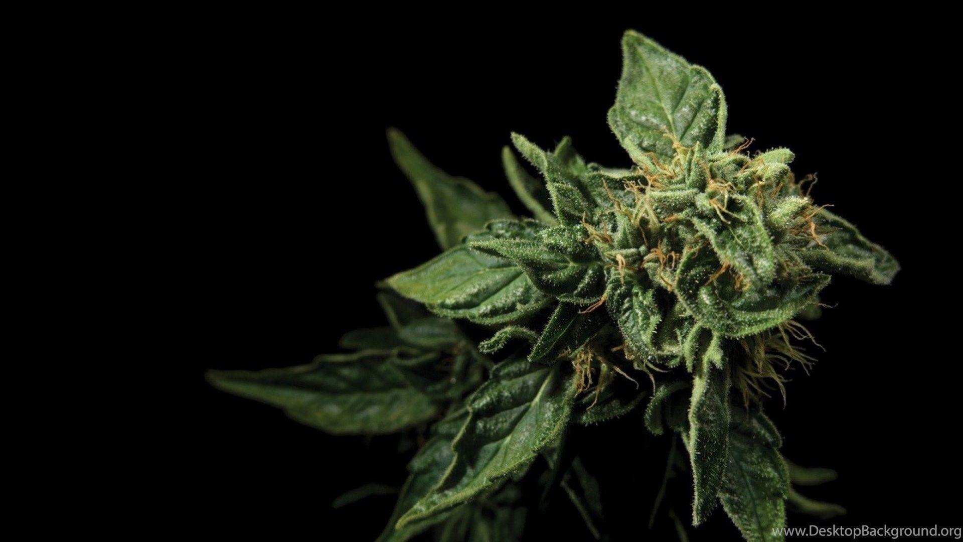 Funny Weed Wallpapers Top Free Funny Weed Backgrounds WallpaperAccess