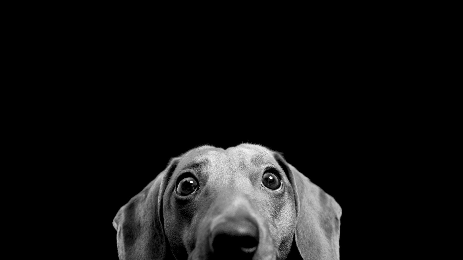 Awesome Dog Wallpapers Top Free Awesome Dog Backgrounds WallpaperAccess