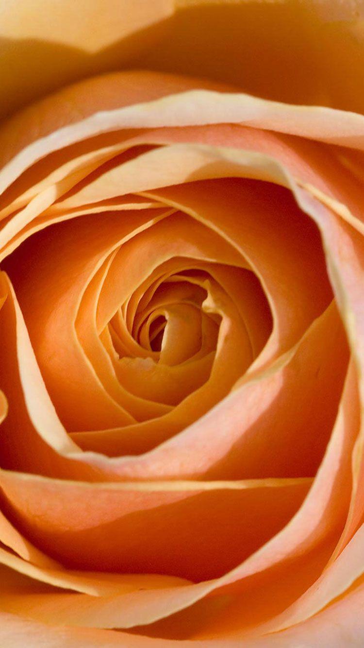 Cute Orange iPhone Wallpapers Top Free Cute Orange iPhone Backgrounds