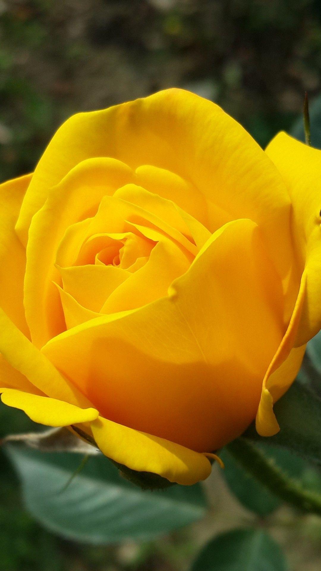 Yellow Rose Flower Image Hd Best Flower Site