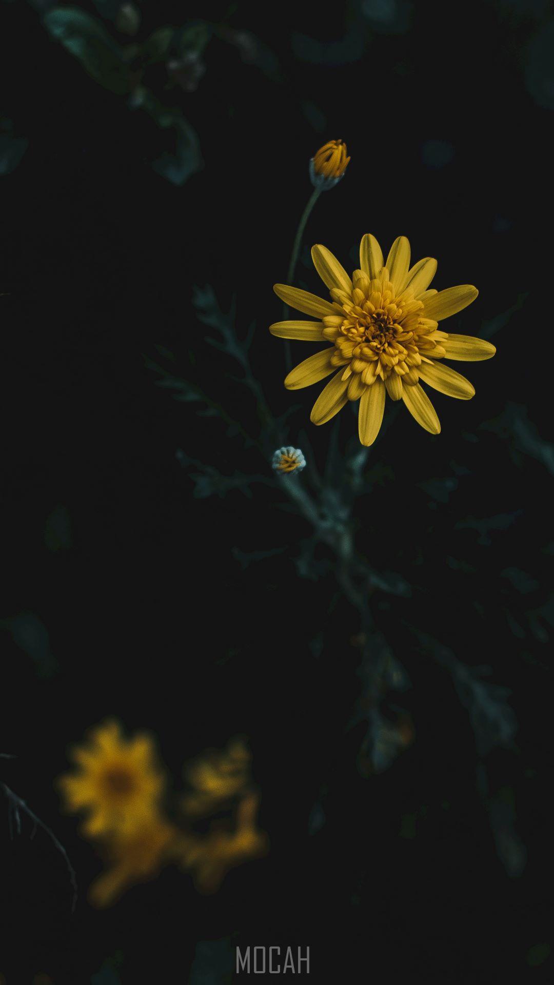 Flipkart Wallpapers Top Free Flipkart Backgrounds WallpaperAccess