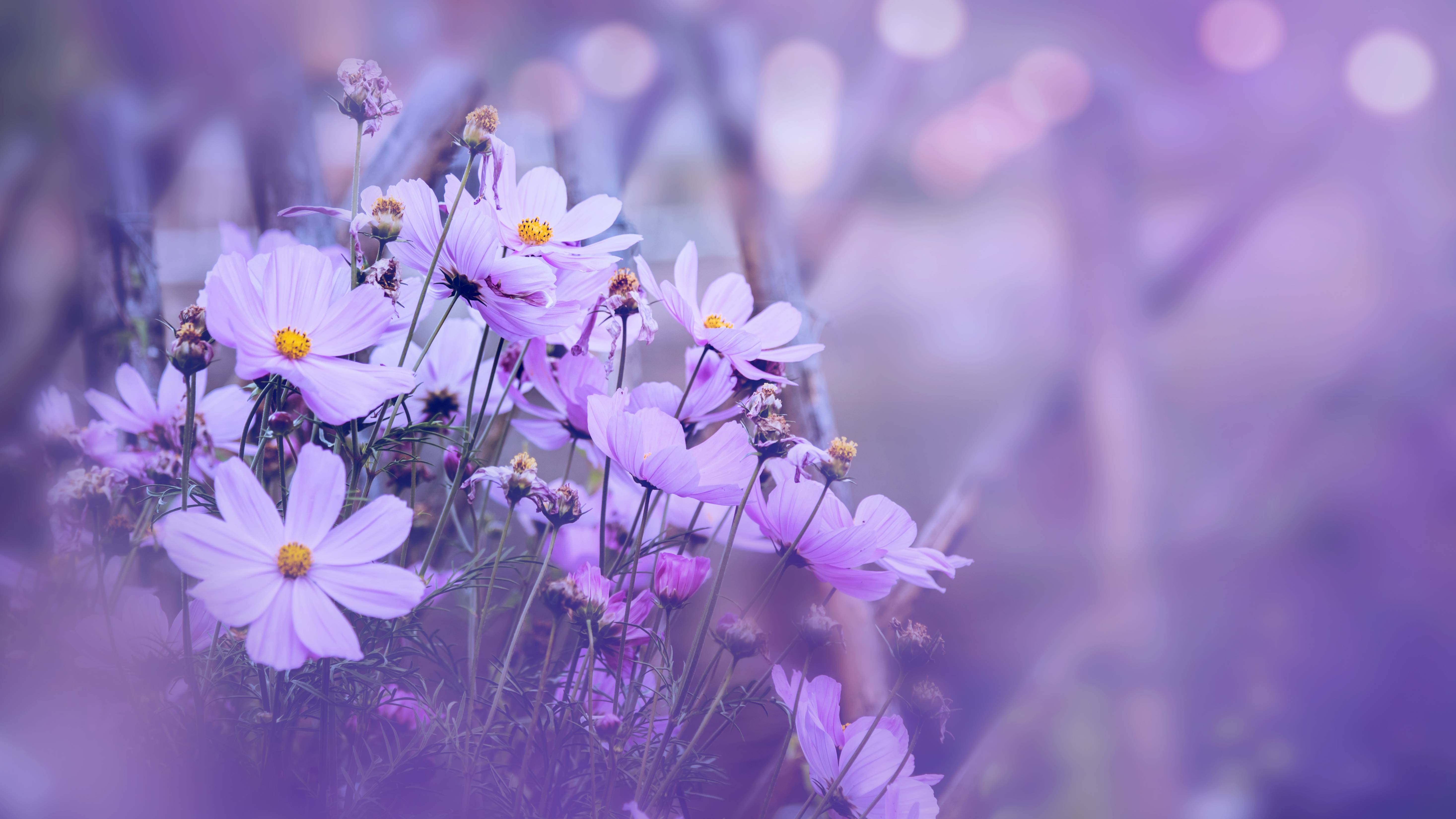 Pastel Purple Flower Wallpapers Top Free Pastel Purple Flower