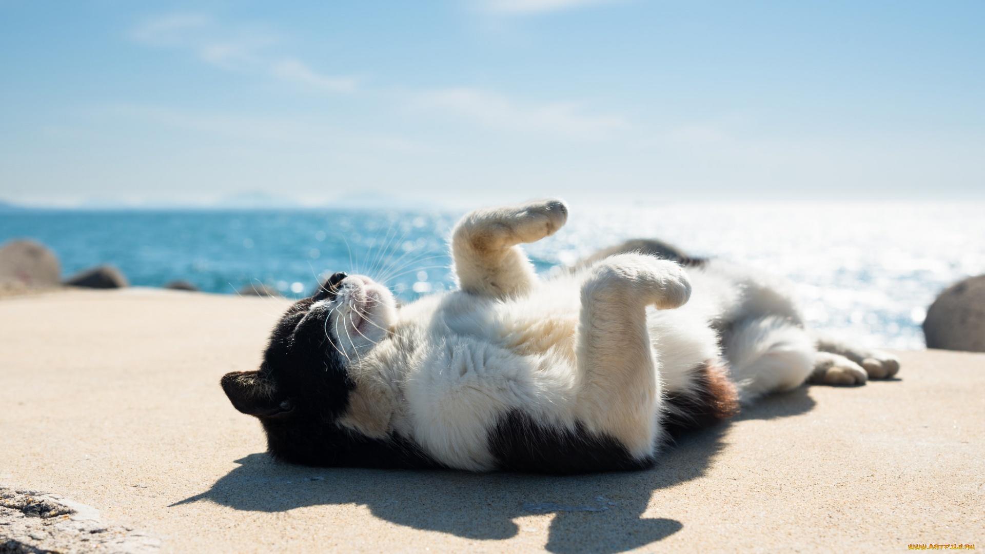 Cat On Beach Wallpapers Top Free Cat On Beach Backgrounds WallpaperAccess